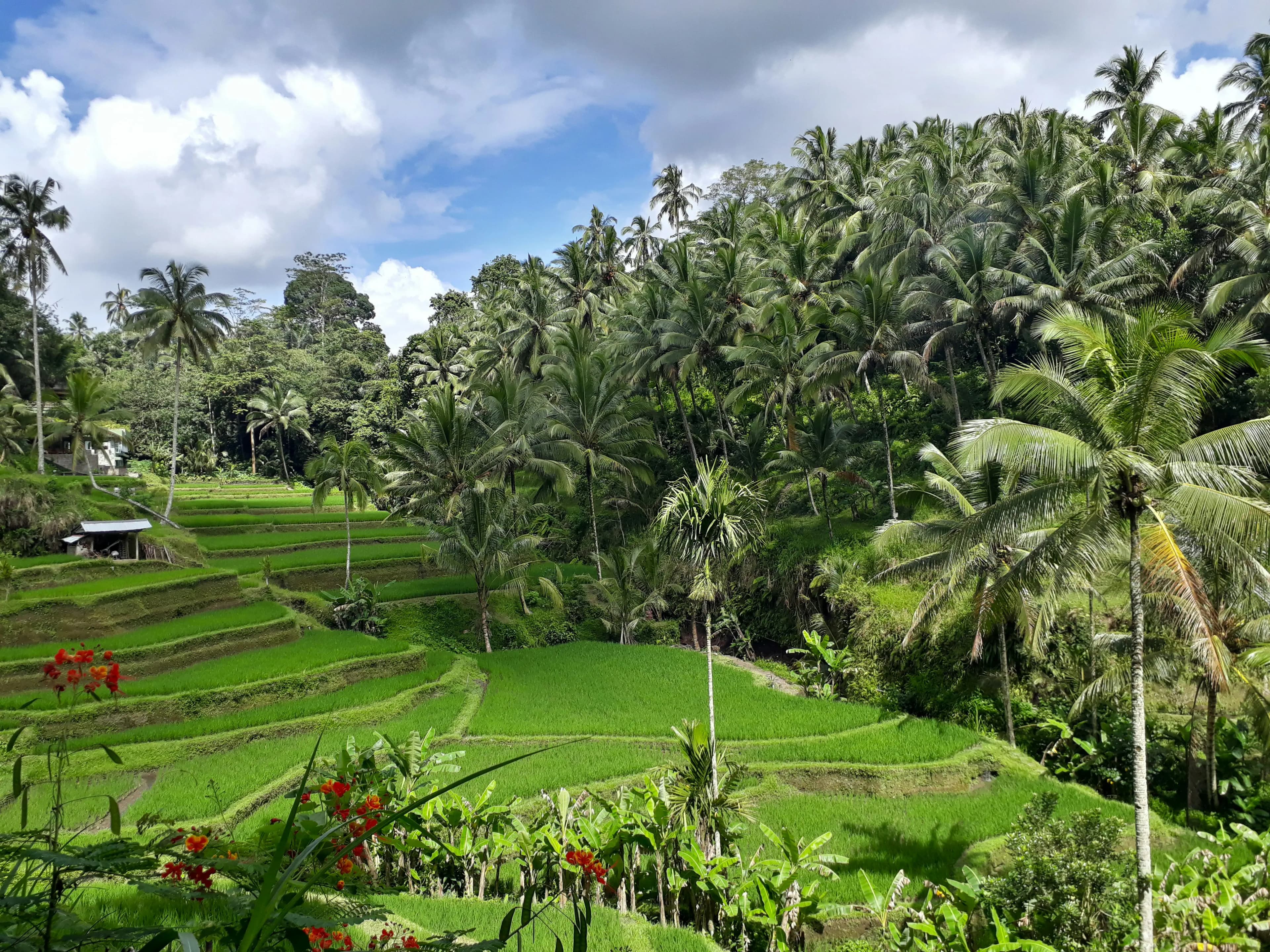 Tegallalang Rice Terraces
